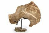 Plesiosaur Scapula Bone on Ammonite Stand - Asfla, Morocco #252630-2